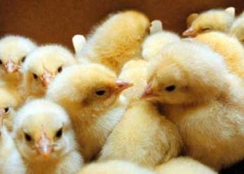 مجوز صادرات تخم‌مرغ نطفه‌دار و جوجه یک‌روزه مازاد صادر شد