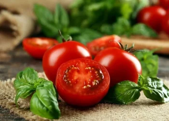 گوجه فرنگی؛سپر طبیعی در برابر بیماری لثه