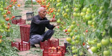 رشد ۵۰۰ درصدی تولیدات کشاورزی ایران در چهار دهه گذشته