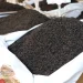 افزایش ۱۰ درصدی صادرات چای؛ رشد قیمت جهانی و تقویت جایگاه چای ایرانی