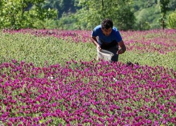 سهم ۴ درصدی همدان در تولید گیاهان دارویی