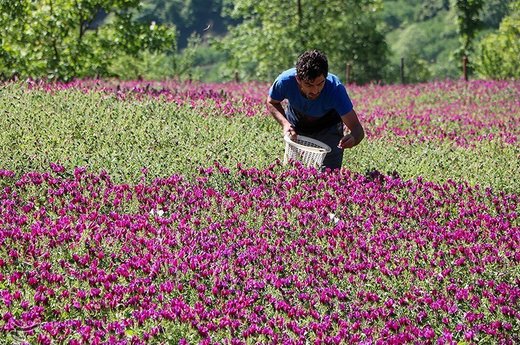سهم ۴ درصدی همدان در تولید گیاهان دارویی
