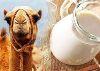 سلامت کبد با پروبیوتیک‌های «شیر شتر»