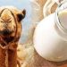 سلامت کبد با پروبیوتیکهای «شیر شتر»