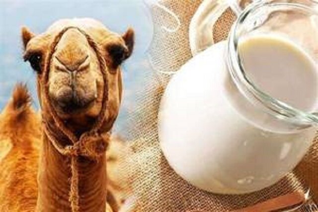 سلامت کبد با پروبیوتیکهای «شیر شتر»