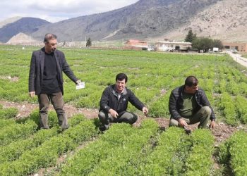 طرح‌های کاربردی تحقیقاتی، چالش‌های بخش کشاورزی را در ایلام رفع می‌کند