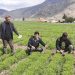 طرح‌های کاربردی تحقیقاتی، چالش‌های بخش کشاورزی را در ایلام رفع می‌کند