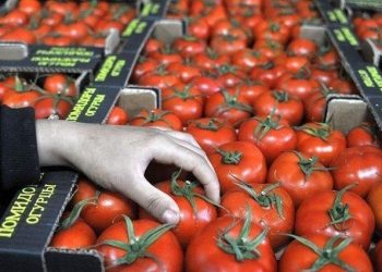 صادرات گوجه فرنگی زراعی ممنوع شد