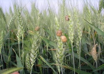 پیش بینی سطح مبارزه علیه آفت سن گندم به ۲ میلیون و ۵۰۰ هزار هکتار