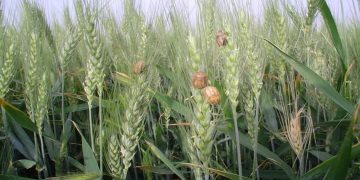 پیش بینی سطح مبارزه علیه آفت سن گندم به ۲ میلیون و ۵۰۰ هزار هکتار