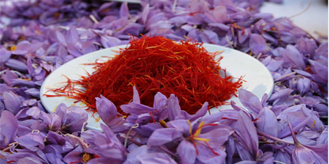 پتانسیل تولید ۸۰۰ تن زعفران در کشور وجود دارد