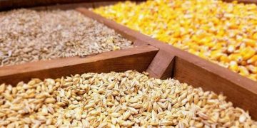 ضرورت خرید ۱.۵ میلیون تن ذرت برای تکمیل ذخایر استراتژیک
