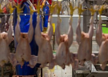 گرانفروشی در نرخ های جدید مرغ و تخم مرغ رخ نداده است