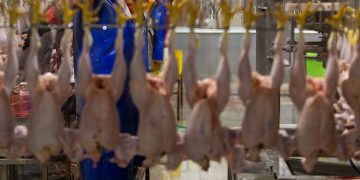 گرانفروشی در نرخ های جدید مرغ و تخم مرغ رخ نداده است