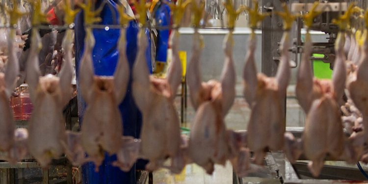 گرانفروشی در نرخ های جدید مرغ و تخم مرغ رخ نداده است