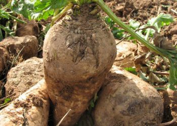 رعایت اصول کشاورزی بر تولید کمی و کیفی چغندرقند بهاره تاثیر می‌گذارد