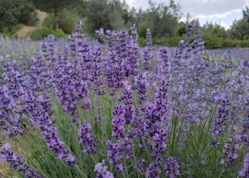 کشت گیاهان دارویی در ۲۵۰۰ هکتار از دیم‌زارهای خراسان شمالی