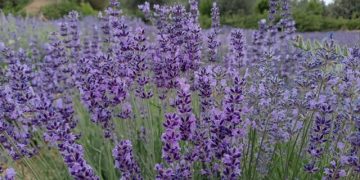 کشت گیاهان دارویی در ۲۵۰۰ هکتار از دیم‌زارهای خراسان شمالی