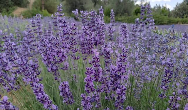 کشت گیاهان دارویی در ۲۵۰۰ هکتار از دیم‌زارهای خراسان شمالی