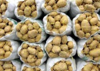 ظرفیت کشت سیب‌زمینی‌ «بهار» تا تنظیم بازار این محصول