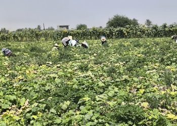 پیش‌بینی برداشت ۱۵ هزار تن خیار سبز در قیروکارزین/ اشتغال‌زایی فصلی برای ۹۰۰۰ نفر