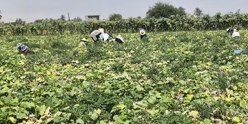 پیش‌بینی برداشت ۱۵ هزار تن خیار سبز در قیروکارزین/ اشتغال‌زایی فصلی برای ۹۰۰۰ نفر