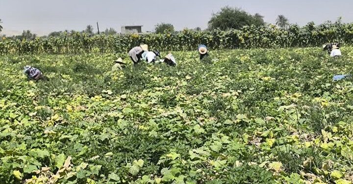 پیش‌بینی برداشت ۱۵ هزار تن خیار سبز در قیروکارزین/ اشتغال‌زایی فصلی برای ۹۰۰۰ نفر