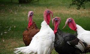 تولید سالانه بیش از ۱۱۰۰ تن گوشت بوقلمون در آذربایجان‌غربی