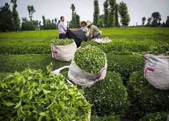 خرید تضمینی برگ سبز چای آغاز شد