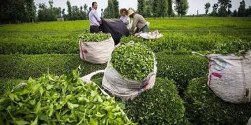 خرید تضمینی برگ سبز چای آغاز شد