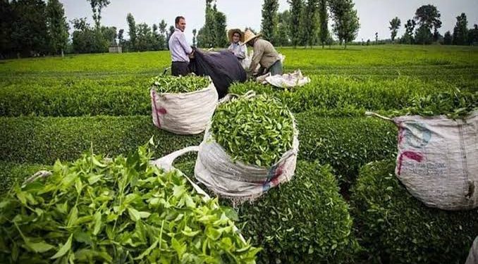 خرید تضمینی برگ سبز چای آغاز شد