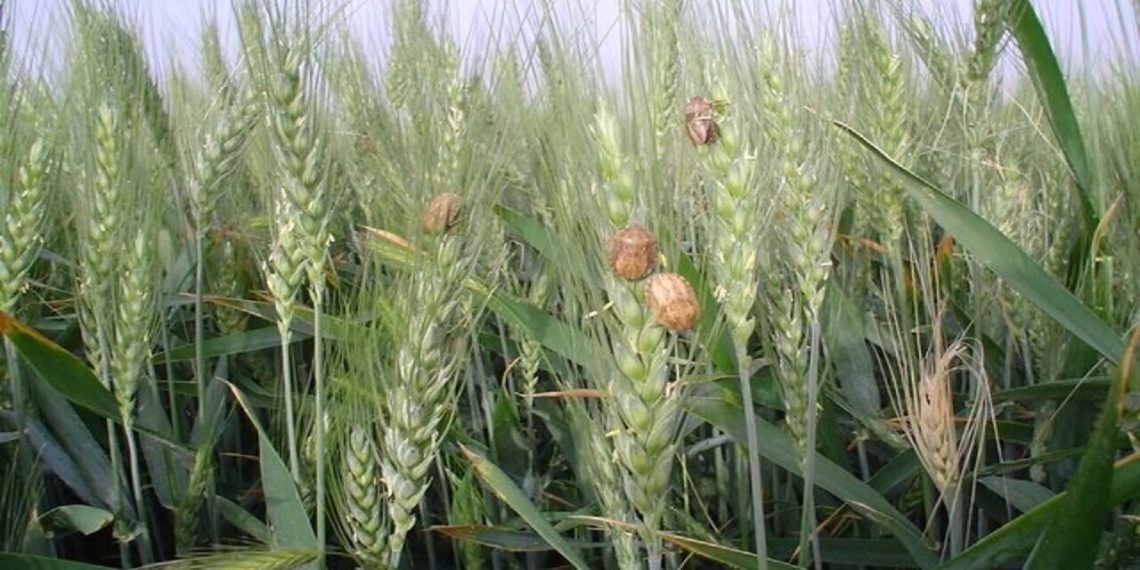 سطح مبارزه علیه آفت سن گندم به یک میلیون و ۱۰۰ هزارهکتار رسید