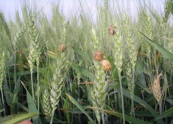 سطح مبارزه علیه آفت سن گندم به یک میلیون و ۱۰۰ هزارهکتار رسید