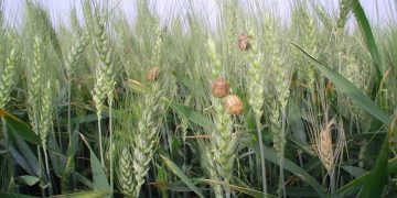 سطح مبارزه علیه آفت سن گندم به یک میلیون و ۱۰۰ هزارهکتار رسید
