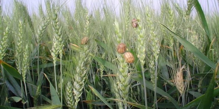 سطح مبارزه علیه آفت سن گندم به یک میلیون و ۱۰۰ هزارهکتار رسید