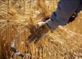 نرخ منطقی خرید تضمینی هرکیلو گندم ۶۰ هزارتومان
