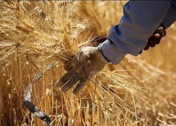 نرخ منطقی خرید تضمینی هرکیلو گندم ۶۰ هزارتومان