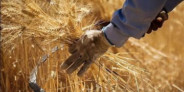 نرخ منطقی خرید تضمینی هرکیلو گندم ۶۰ هزارتومان