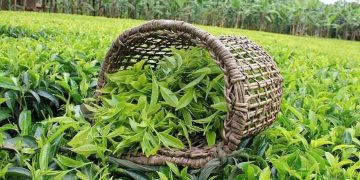 خرید تضمینی برگ سبز چای به بیش از ۴۰ هزارتن رسید