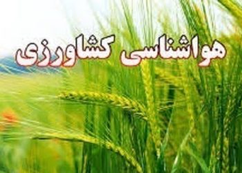 کشاورزان نسبت به برداشت گندم و جو و پایش سن در مزارع اقدام کنند