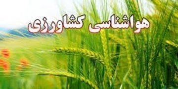 کشاورزان نسبت به برداشت گندم و جو و پایش سن در مزارع اقدام کنند
