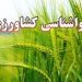 کشاورزان نسبت به برداشت گندم و جو و پایش سن در مزارع اقدام کنند