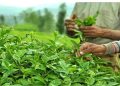 مصرف سالانه ۶۰ هزار تن چای در کشور