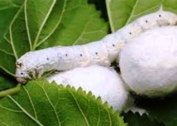 توزیع بیش از ۲۶ هزار جعبه تخم نوغان