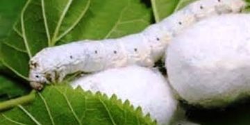 توزیع بیش از ۲۶ هزار جعبه تخم نوغان