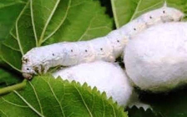 توزیع بیش از ۲۶ هزار جعبه تخم نوغان