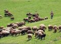 ایران دارای ۸۶۰۰ گونه گیاهی مرتعی است