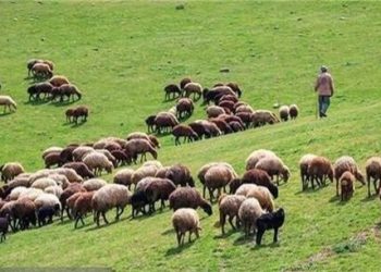 ایران دارای ۸۶۰۰ گونه گیاهی مرتعی است