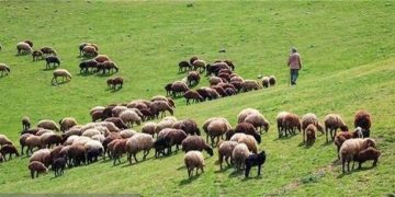 ایران دارای ۸۶۰۰ گونه گیاهی مرتعی است