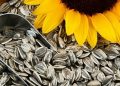 افزایش قیمت تخمه ناشی از افزایش هزینه‌های واردات
